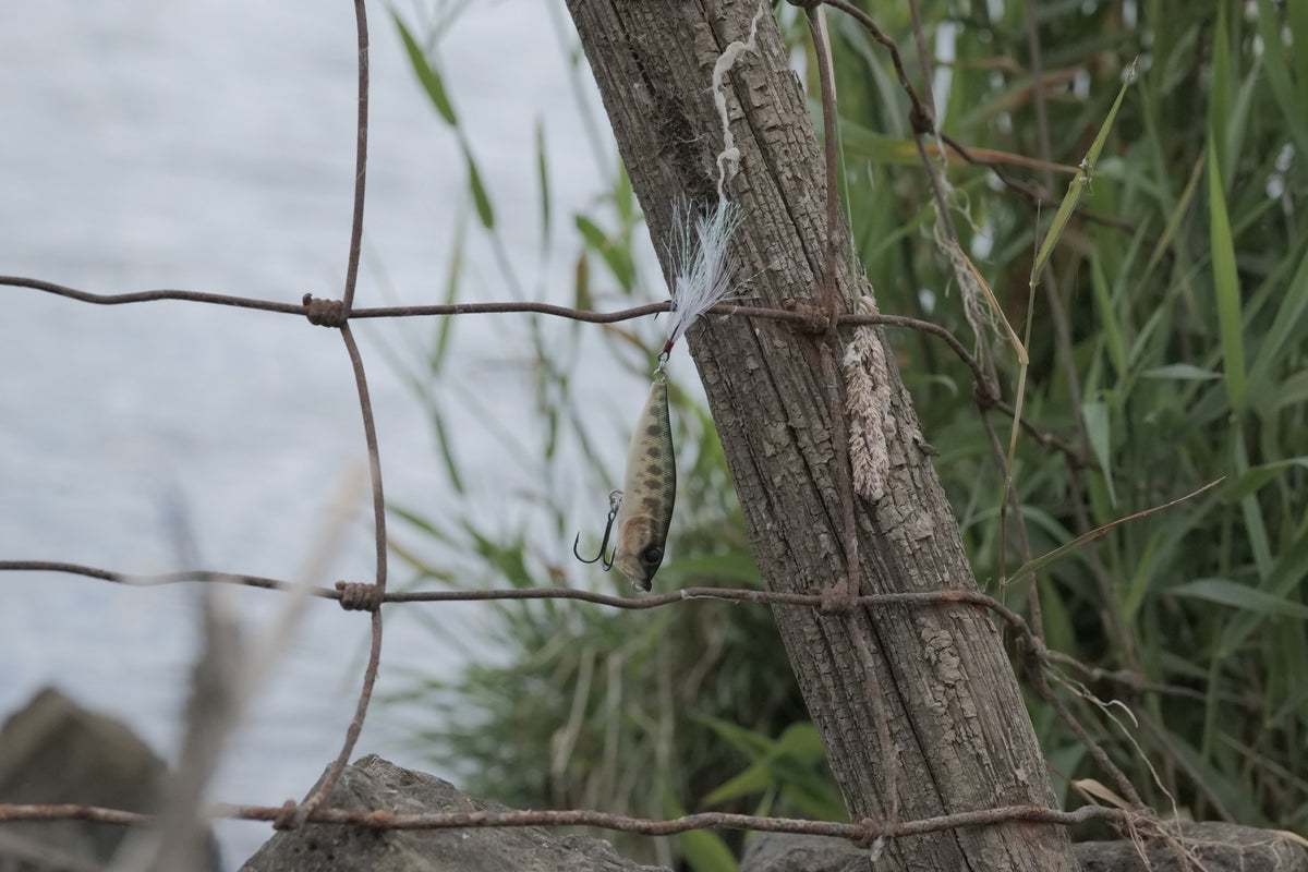 Eine Auswahl an japanischen Topwater Ködern wie Stickbaits und Poppern, präsentiert im Köderkult JDM Tackle Store Oldenburg