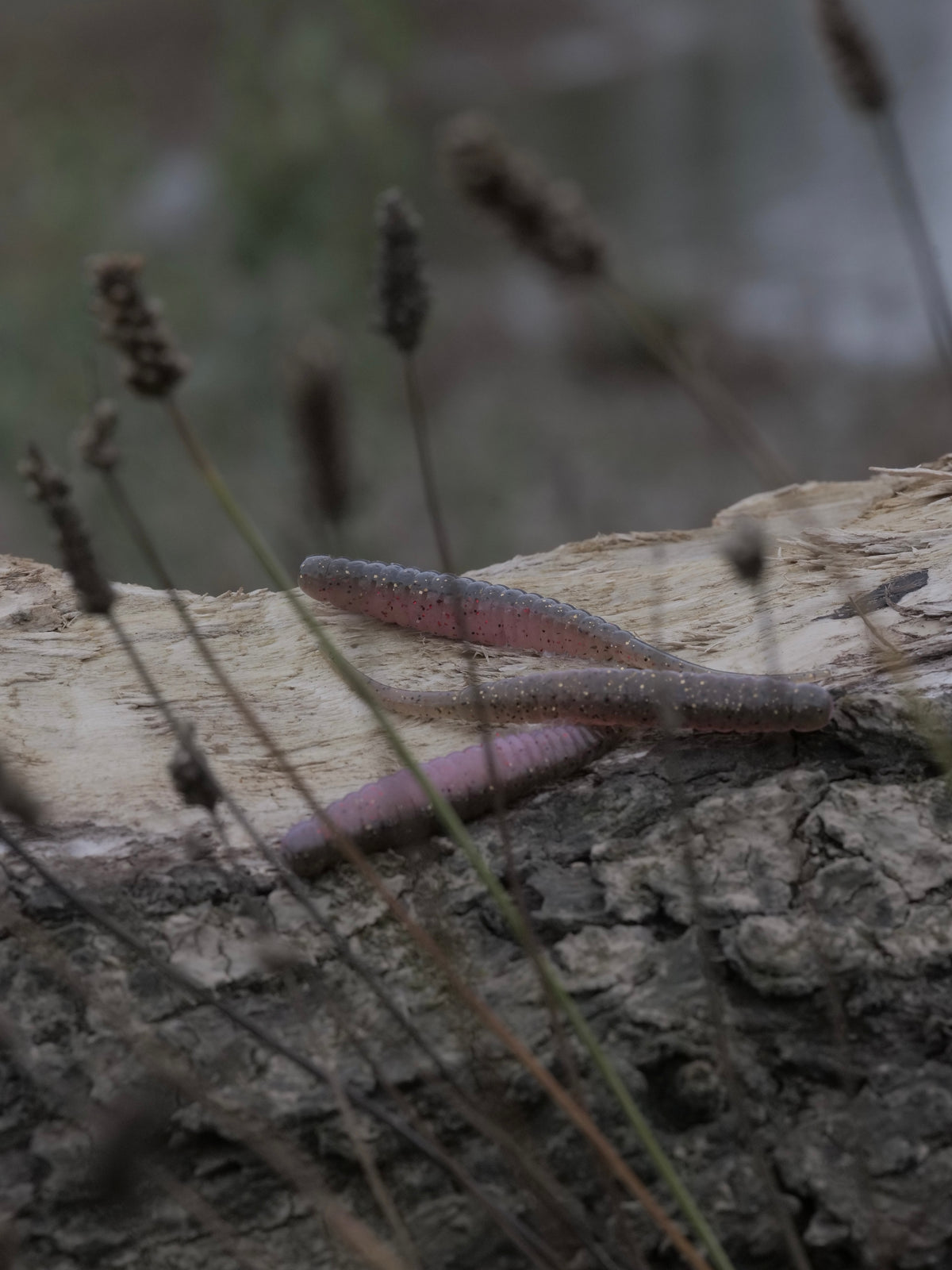 Noike Machobee